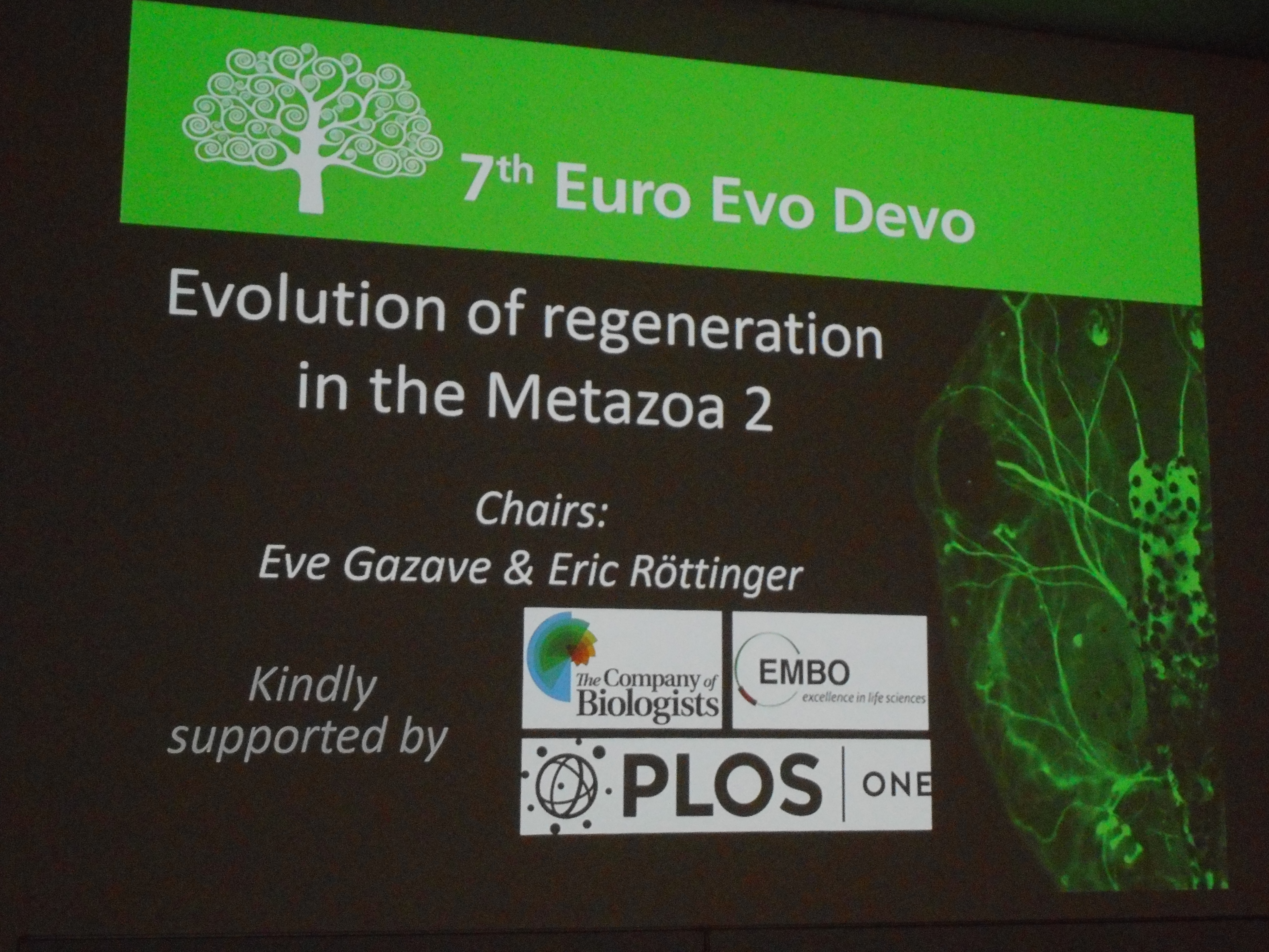 Euro Evo Devo meeting 2018 : "Evolution of regeneration" symposium (Galway, Ireland, July 2018)
